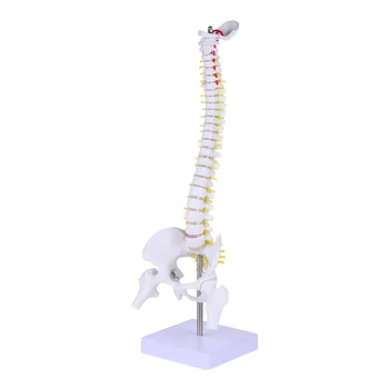 Модел на гръбначния стълб сляпо Медицинска Анатомическая с Гъвкава за живот в болницата в бял цвят