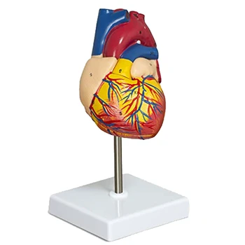 Пластмасов модел на Сърцето, състоящ се от 2 части, Луксозен Анатомическая Модел на Човешкото Сърце В Реален размер С 34 Анатомични Структури, Анатомическое Сърцето