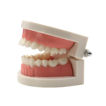 Стандартно стоматологично изследване за възрастни, демонстрационен модел на зъбите Typodont